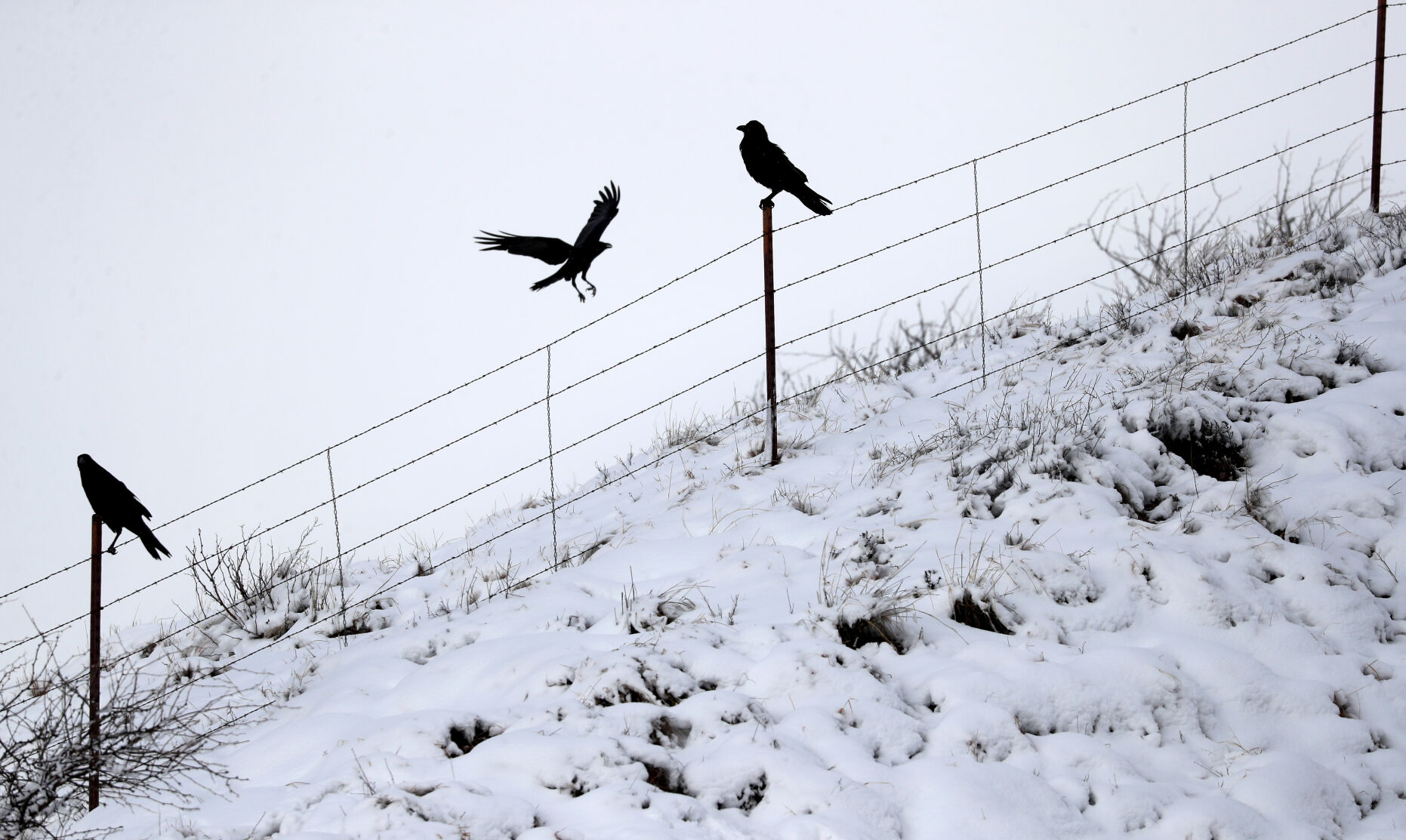 Snow